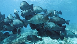 Sipadan_2015_Poisson perroquet a bosse_Bolbometopon muricatum_IMG_2209_rc